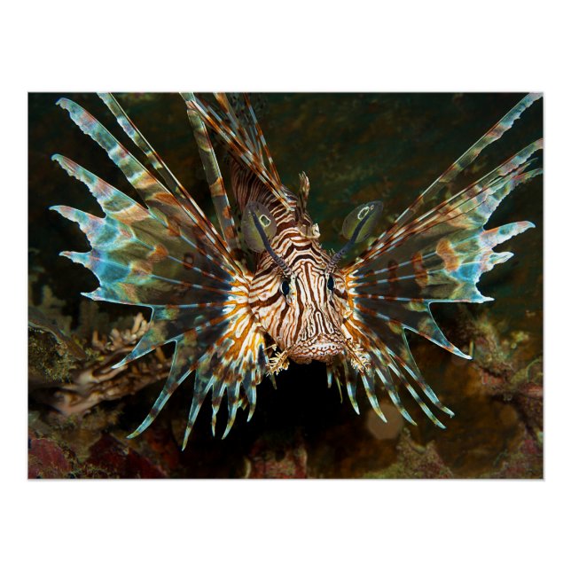 Fischen Sie nah auf! Sehr nahes und intensives Fot Poster (Vorderseite)