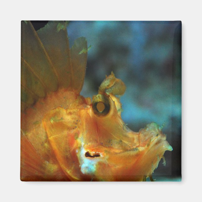 Fischer Magnet (Vorne)