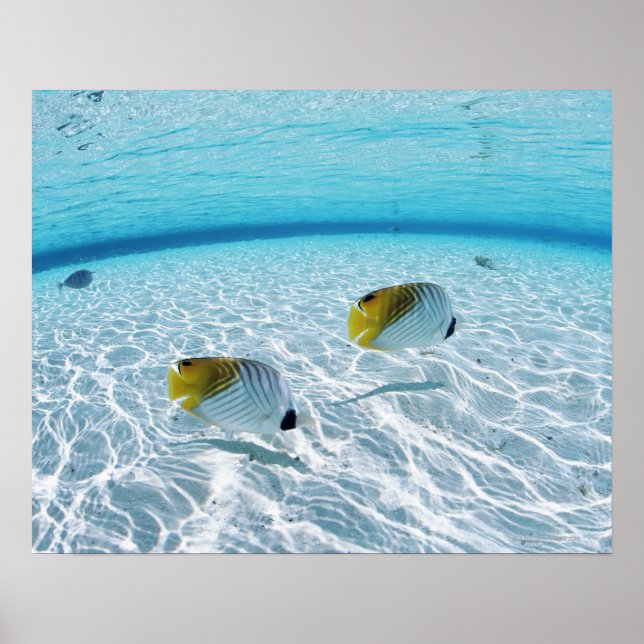 Fischerei auf See Poster (Vorne)