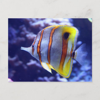 FISCHEREI DER FISCHPOSTKARTE POSTKARTE