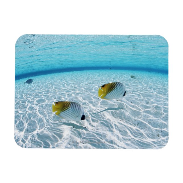 Fischerei im Meer 2 Magnet (Horizontal)