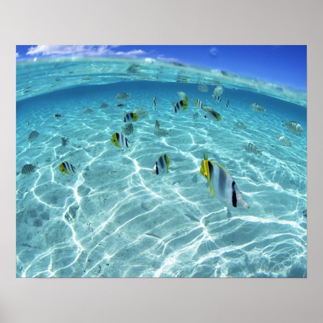 Fischerei im Meer 3 Poster (Vorne)