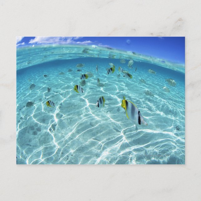 Fischerei im Meer 3 Postkarte (Vorderseite)