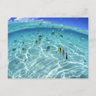 Fischerei im Meer 3 Postkarte