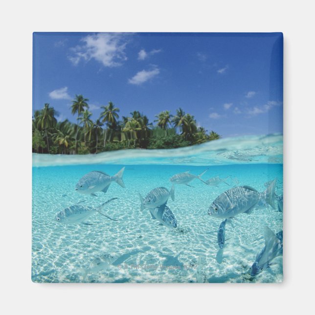 Fischerei im Meer Magnet (Vorne)