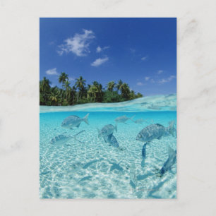 Fischerei im Meer Postkarte