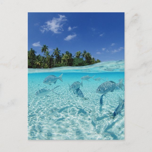 Fischerei im Meer Postkarte (Vorderseite)