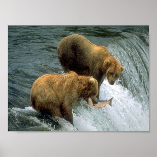Fischereibären 1 poster (Vorne)