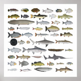 Fischgruppe Amazon River Basin Poster