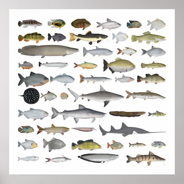 Fischgruppe Amazon River Basin Poster (Vorne)