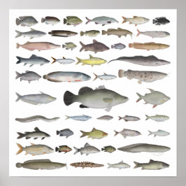 Fischgruppe Nile River Basin Poster