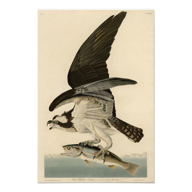 Fischhawk, Osprey, von Audubons Vögeln von Amerika Fotodruck (Vorne)