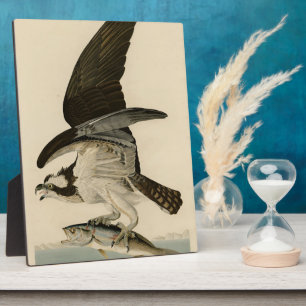 Fischhawk, Osprey, von Audubons Vögeln von Amerika Fotoplatte