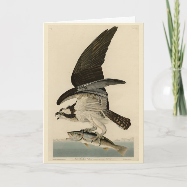 Fischhawk, Osprey, von Audubons Vögeln von Amerika Karte (Vorderseite)