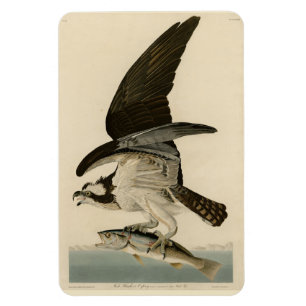 Fischhawk, Osprey, von Audubons Vögeln von Amerika Magnet