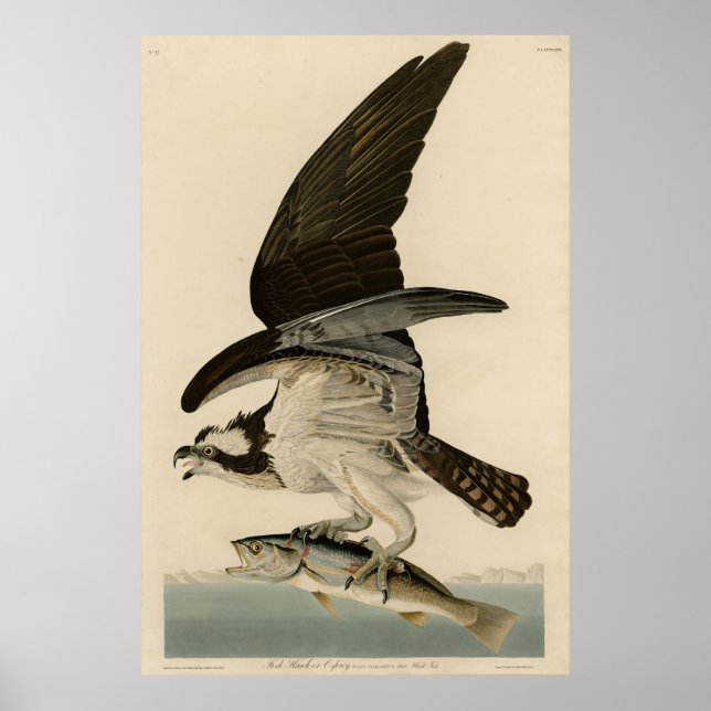 Fischhawk, Osprey, von Audubons Vögeln von Amerika Poster (Vorne)