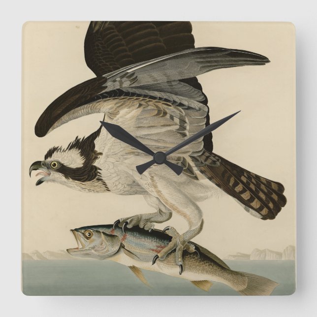 Fischhawk, Osprey, von Audubons Vögeln von Amerika Quadratische Wanduhr (Vorderseite)