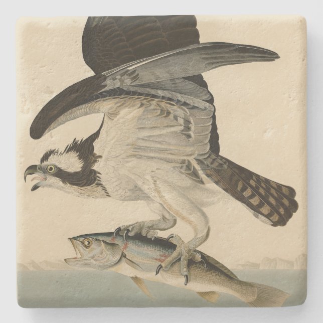 Fischhawk, Osprey, von Audubons Vögeln von Amerika Steinuntersetzer (Vorderseite)