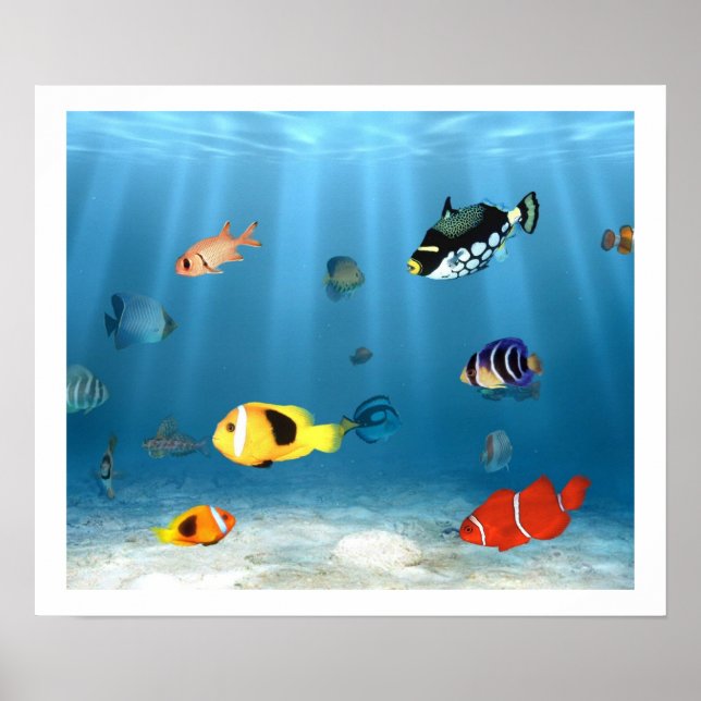 Fischmeere Poster (Vorne)