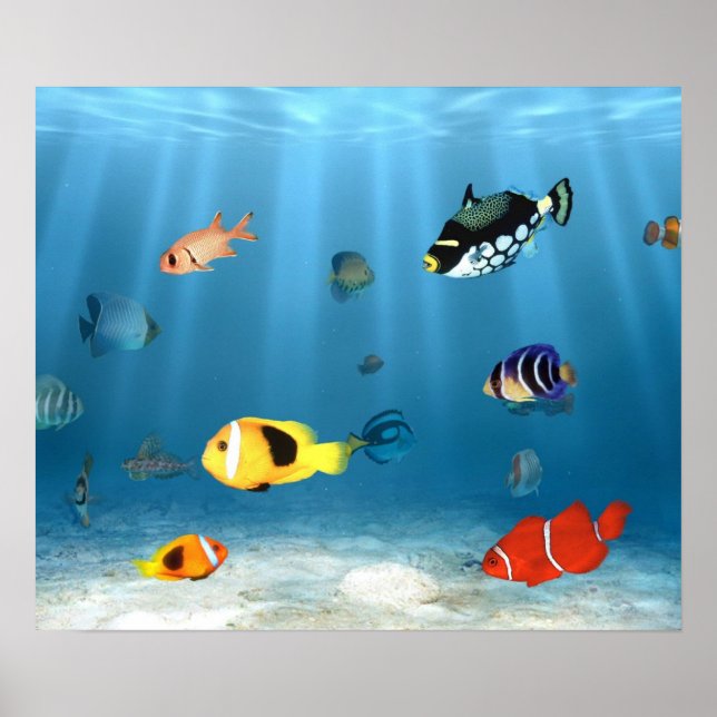 Fischmeere Poster (Vorne)