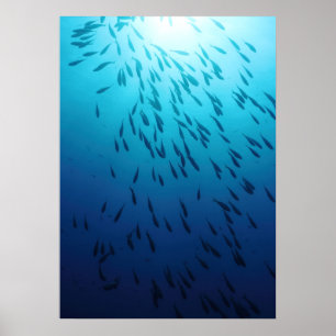 Fischmuschel Poster