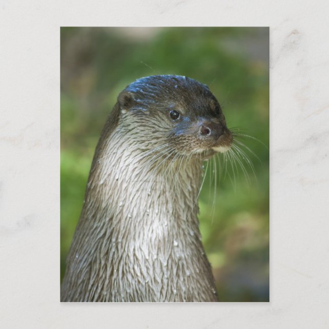 Fischotter Postkarte (Vorderseite)