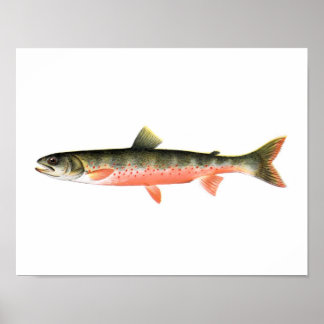Fischplakat - kanadische Rote Forelle Female Fish Poster