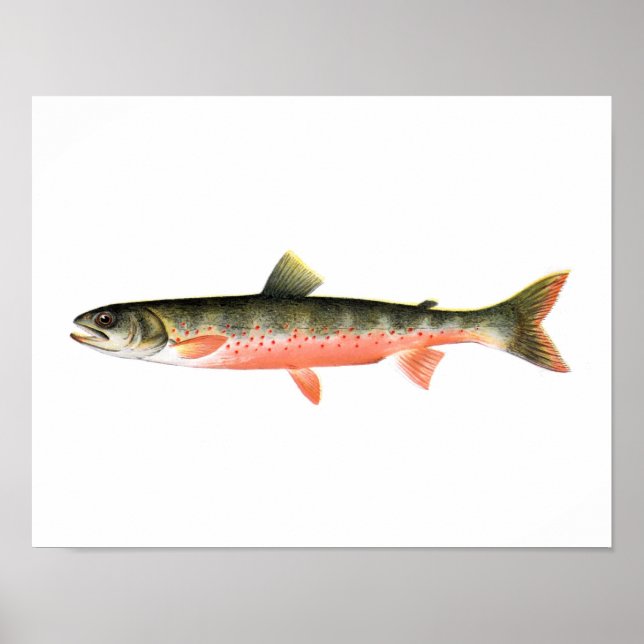 Fischplakat - kanadische Rote Forelle Female Fish Poster (Vorne)