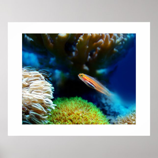 Fischplakat Poster (Vorne)