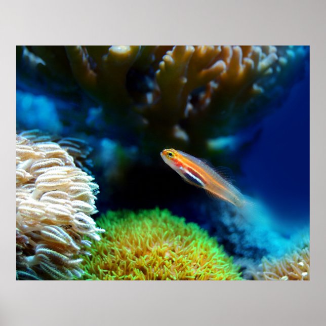 Fischplakat Poster (Vorne)