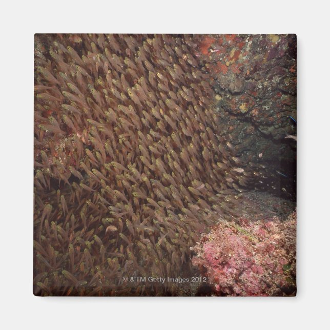 Fischschule 2 magnet (Vorne)