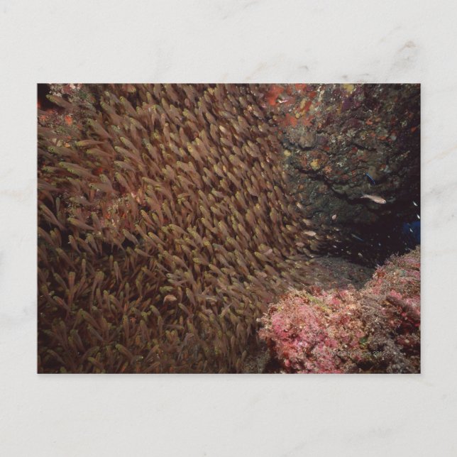 Fischschule 2 postkarte (Vorderseite)