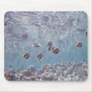 Fischschule 3 mousepad