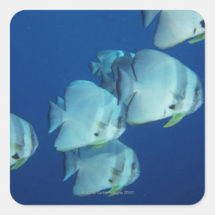 Fischschule 5 quadratischer aufkleber