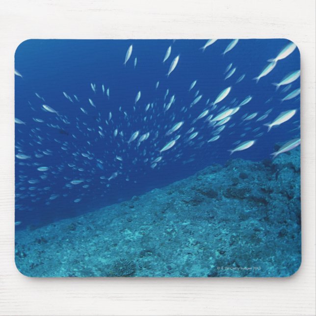 Fischschule 6 mousepad (Vorne)