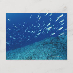 Fischschule 6 postkarte