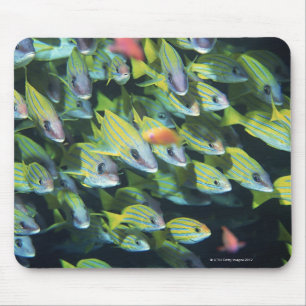 Fischschule 7 mousepad