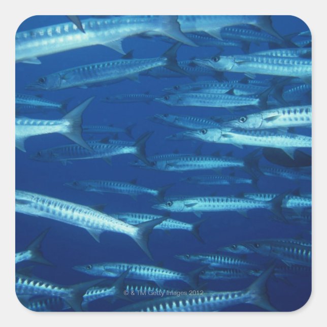 Fischschule 9 quadratischer aufkleber (Vorderseite)