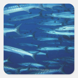 Fischschule 9 quadratischer aufkleber