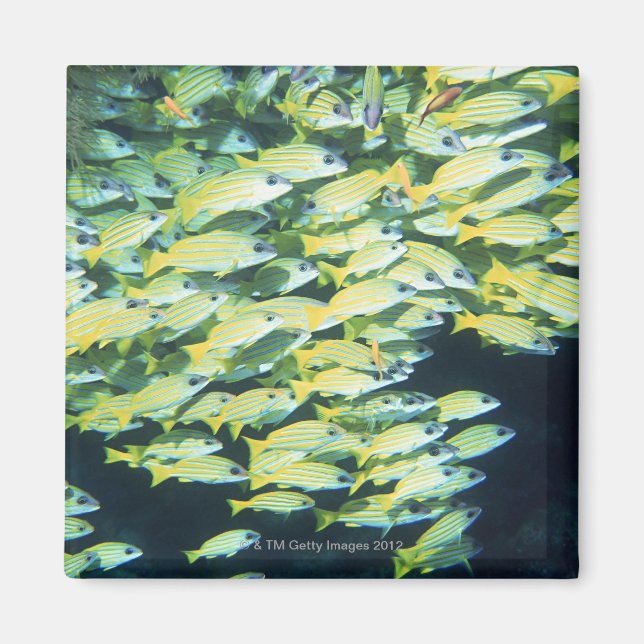 Fischschule Magnet (Vorne)