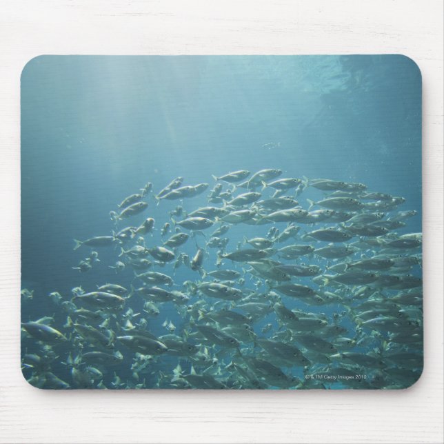 Fischschule, Nassau, Bahamas Mousepad (Vorne)