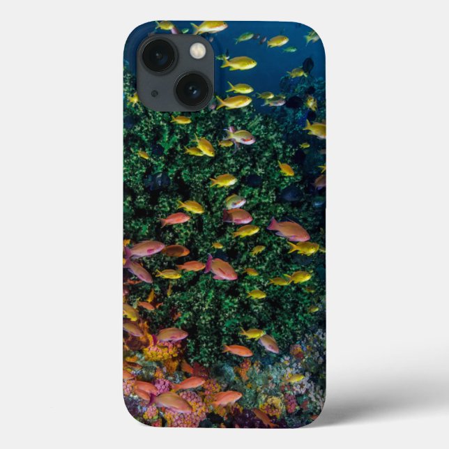 Fischschulen im Riff Case-Mate iPhone Hülle (Rückseite)