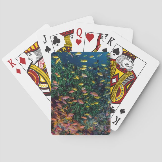 Fischschulen im Riff Spielkarten (Rückseite)