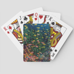 Fischschwärme schwimmen im Riff Spielkarten