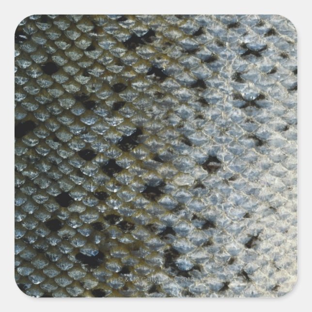 Fischskala 2 quadratischer aufkleber (Vorderseite)