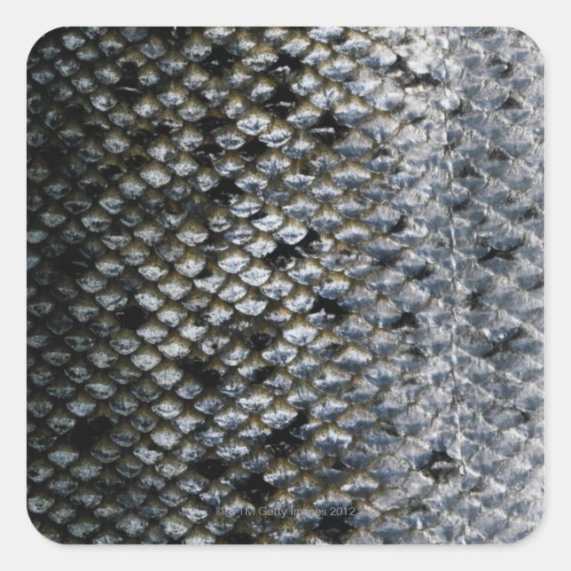 Fischskala Quadratischer Aufkleber (Vorderseite)