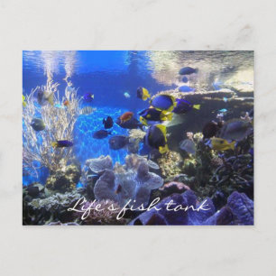 Fischtank 2 Postkarte