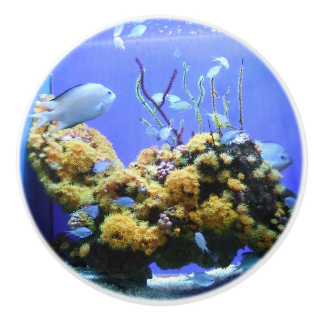 Fish Bowl Blue Fish Aquarium Keramikknauf (Vorderseite)