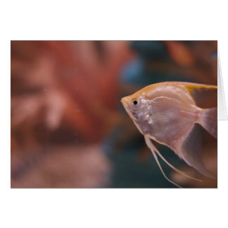 "fish" de Larry Coressel