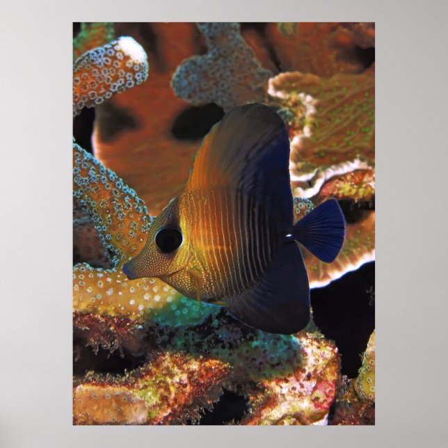 Fish in the Coral Poster (Vorne)